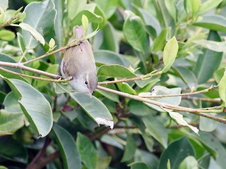  - Ijima's Leaf Warbler