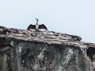  - Japanese Cormorant