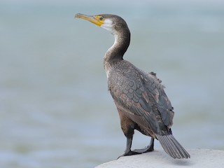  - Japanese Cormorant