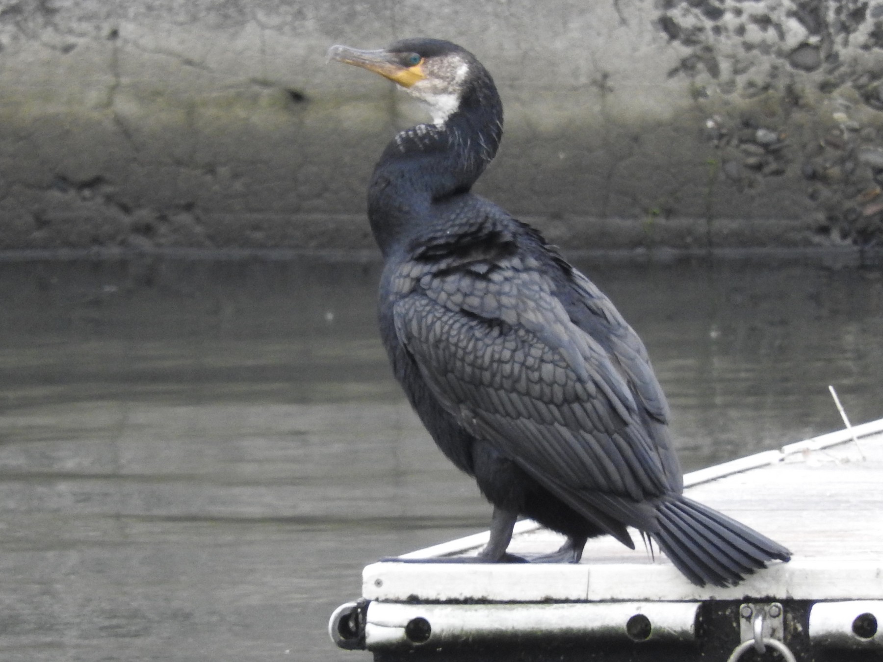 Japanese Cormorant - Noam Markus