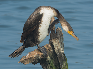  - Japanese Cormorant