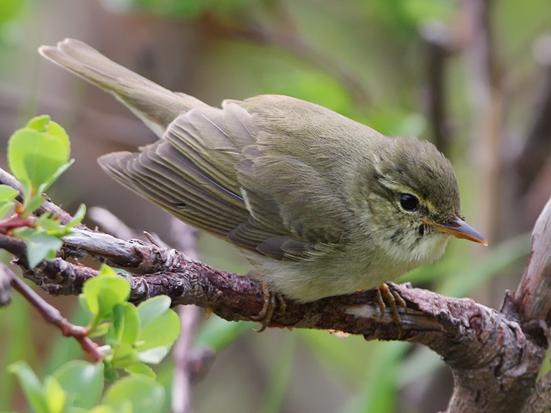 Japanese Leaf Warbler - eBird