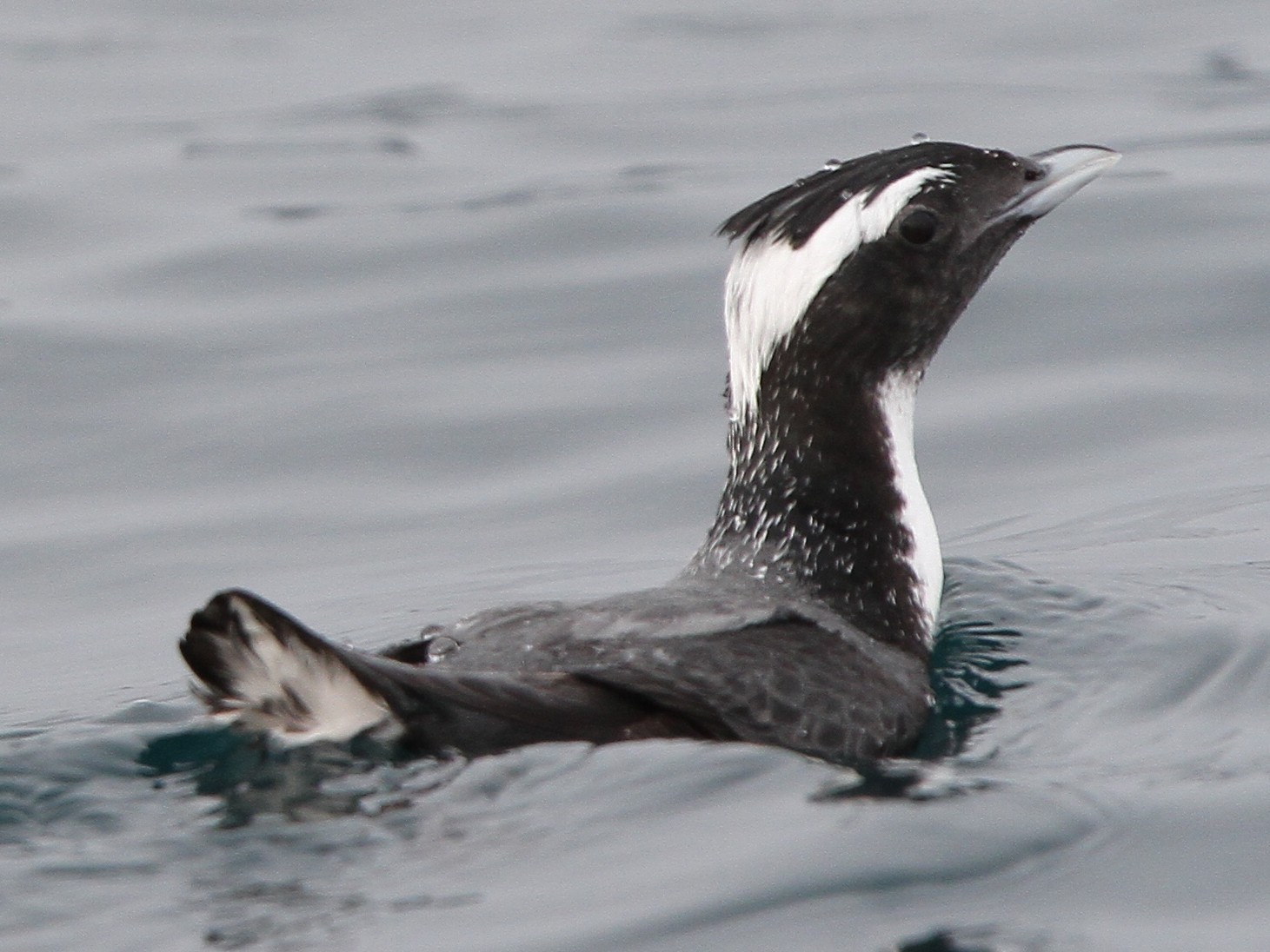 Japanese Murrelet - Christoph Moning