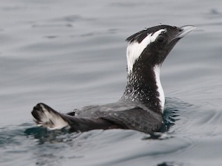 冠海雀- eBird