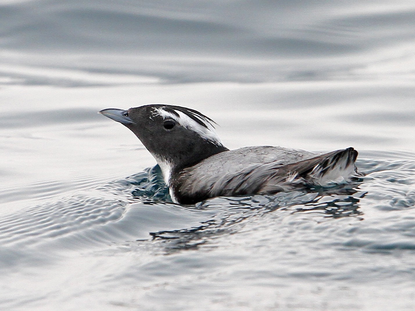 Japanese Murrelet - eBird
