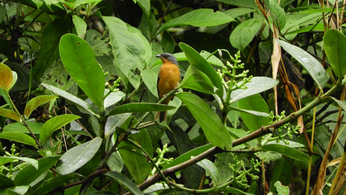 Rufous-crested Tanager - ML158680421