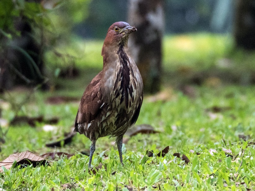 Japanese Night-Heron - Forest Jarvis