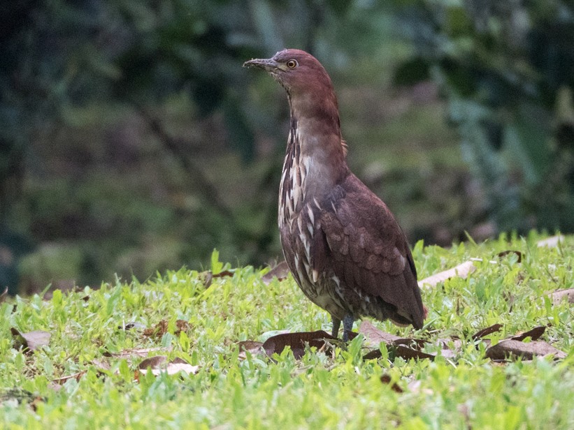 Japanese Night-Heron - Forest Botial-Jarvis