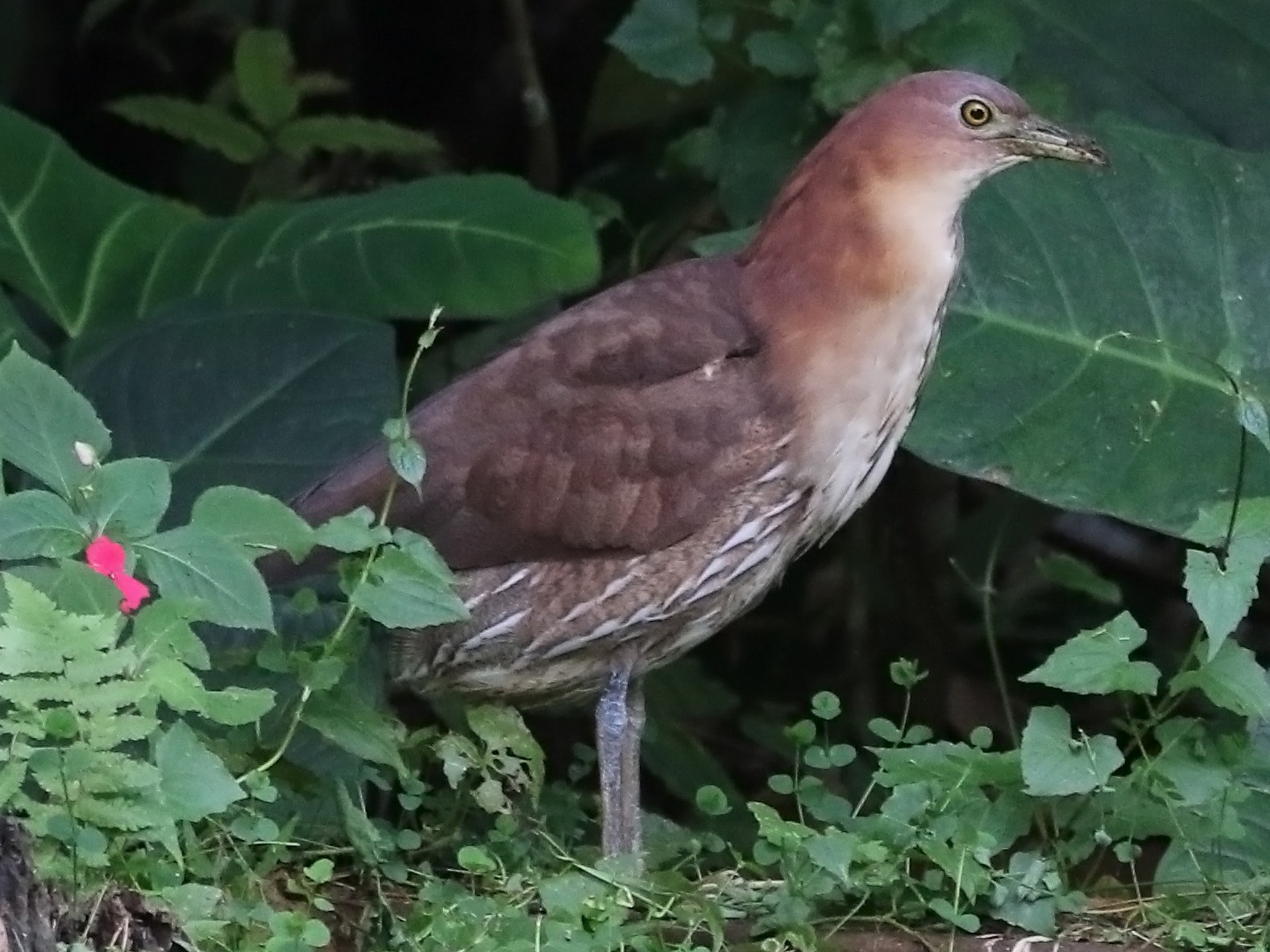 Japanese Night Heron Ebird