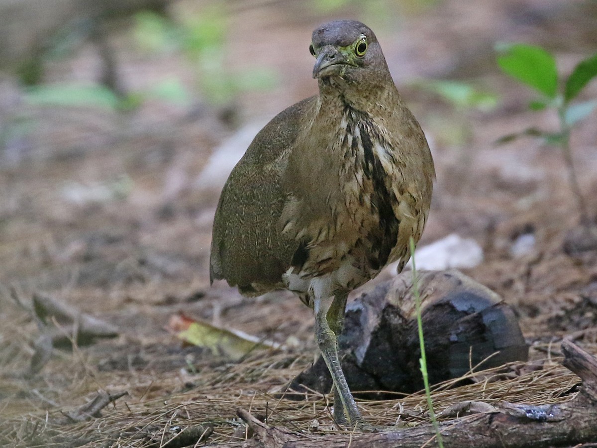 Japanese Night Heron - Dave Bakewell