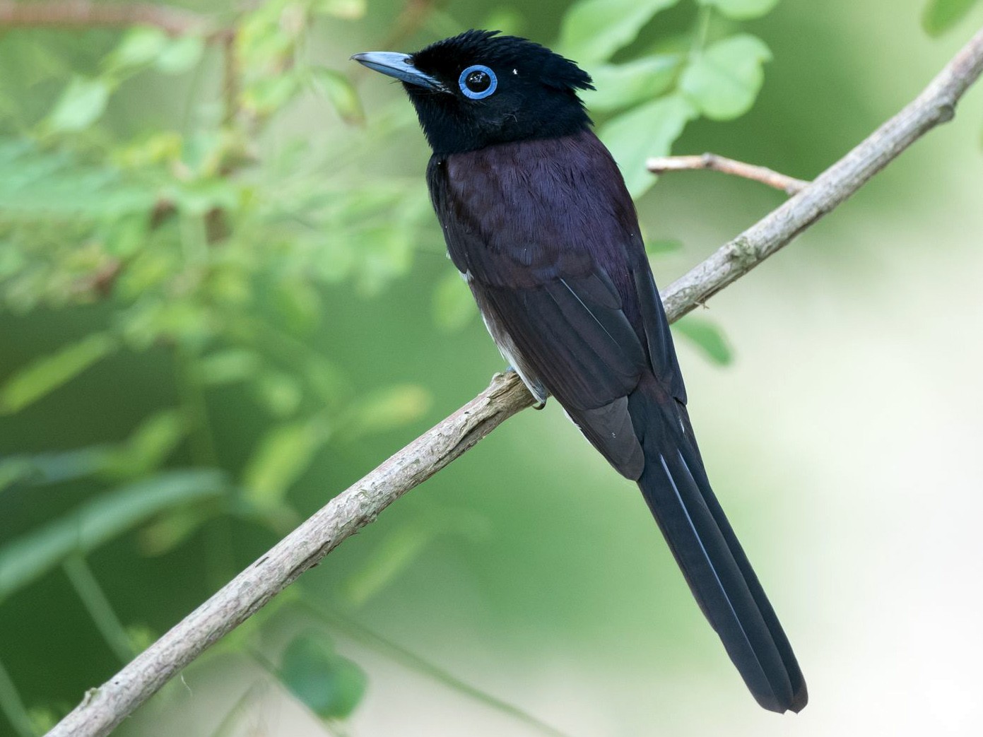 Black Paradise-Flycatcher - Kai Pflug