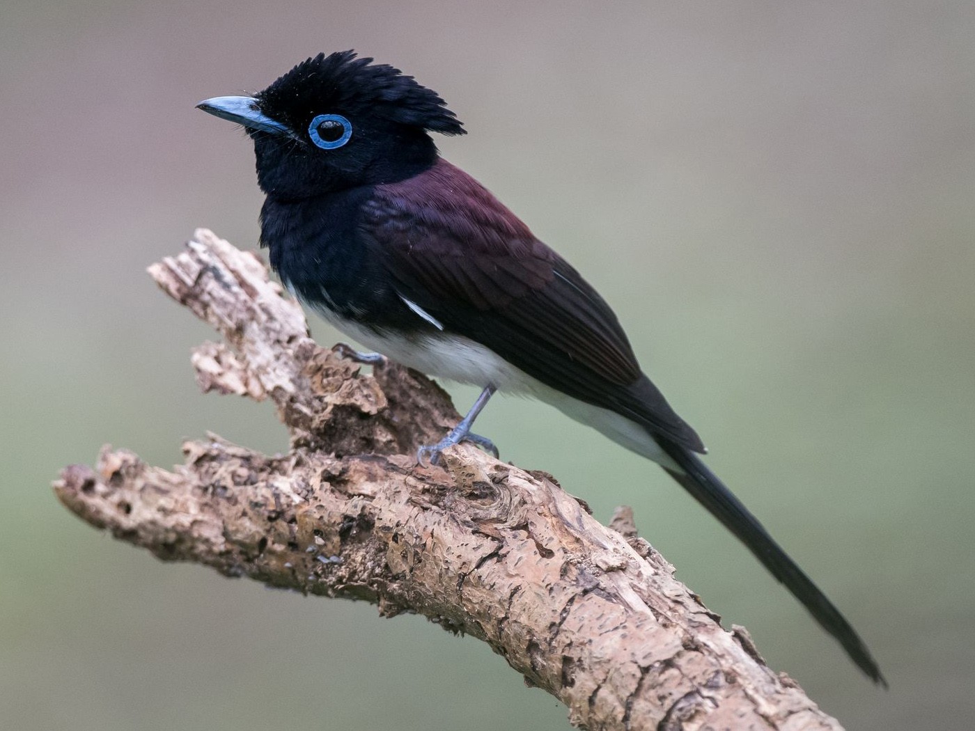 Black Paradise-Flycatcher - Kai Pflug