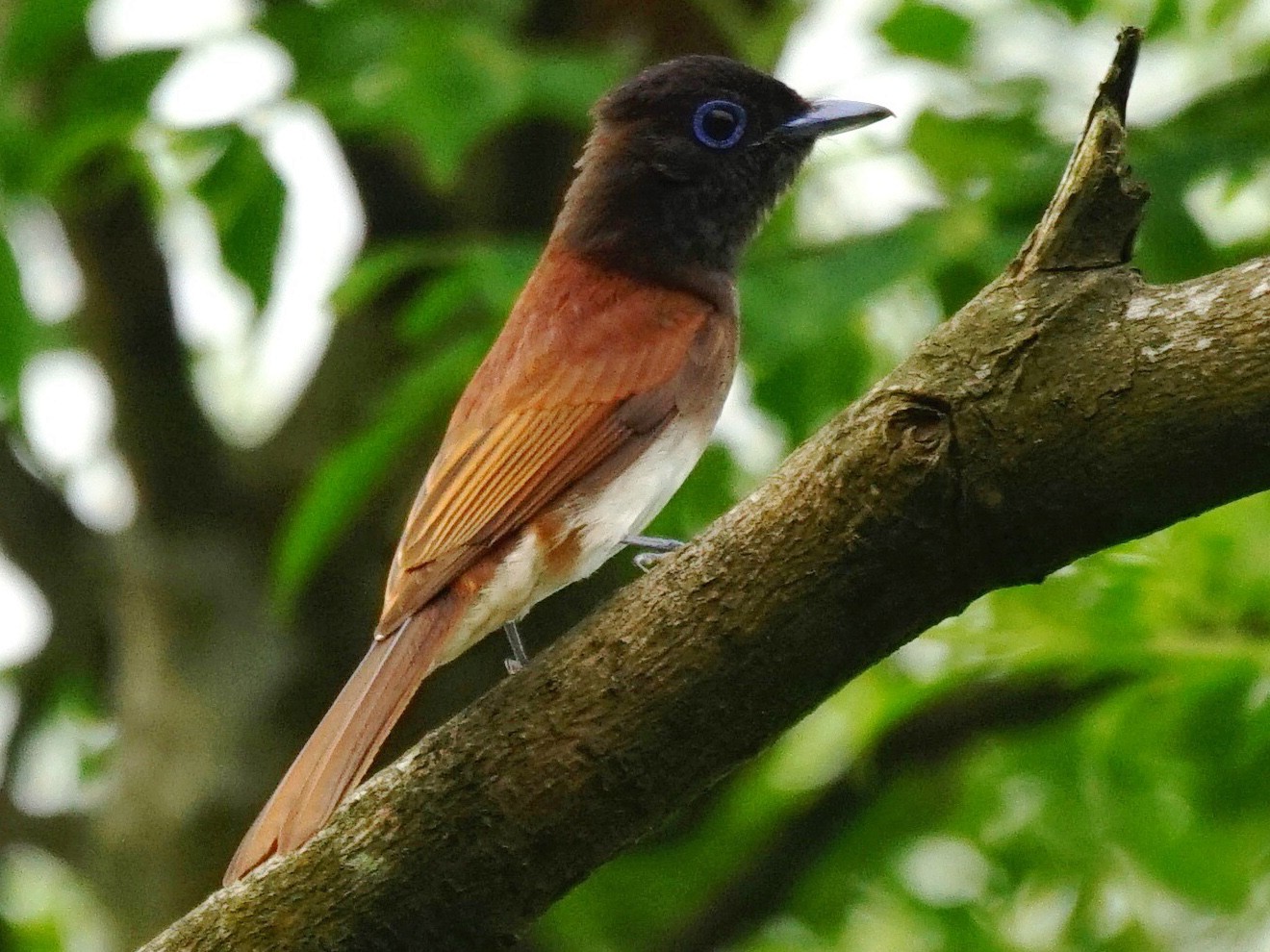 Black Paradise-Flycatcher - JingZu Tu