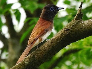 Black Paradise-Flycatcher - eBird