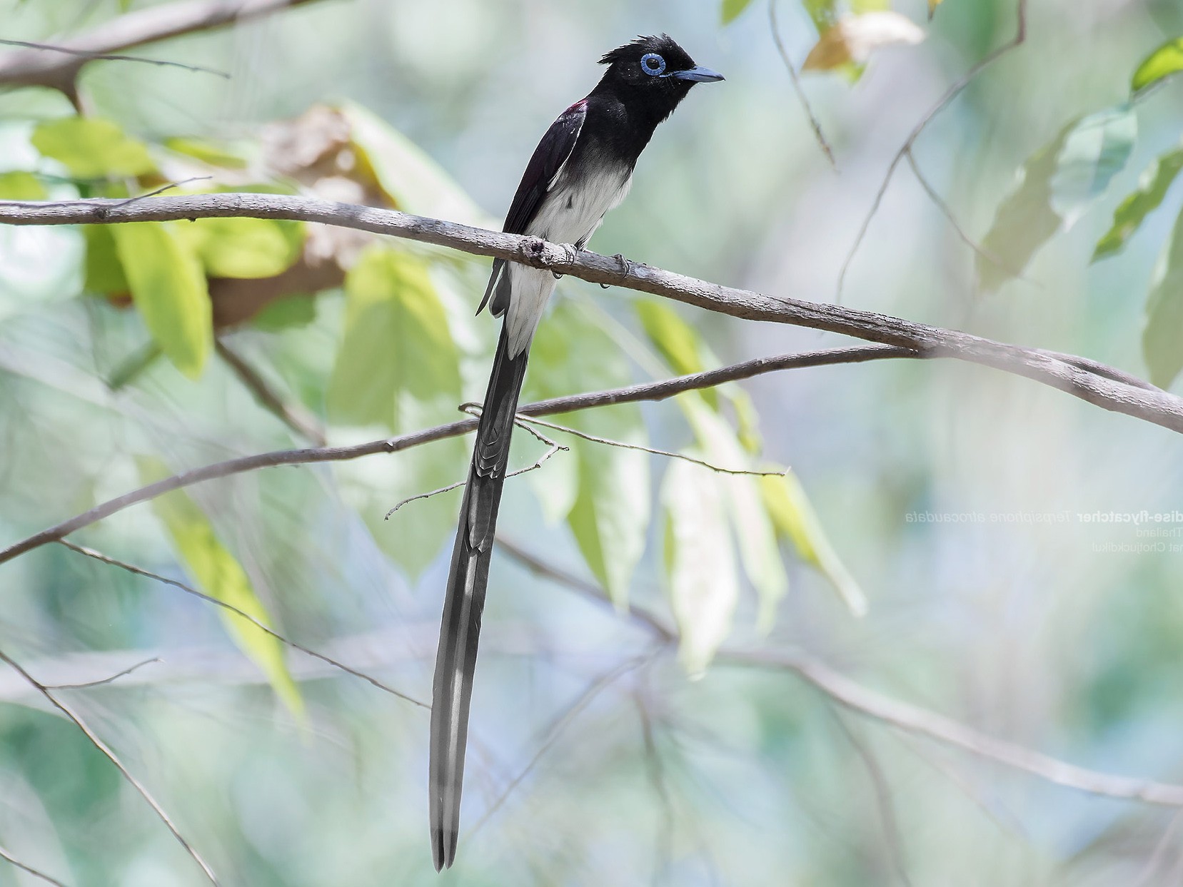 Black Paradise-Flycatcher - Natthaphat Chotjuckdikul