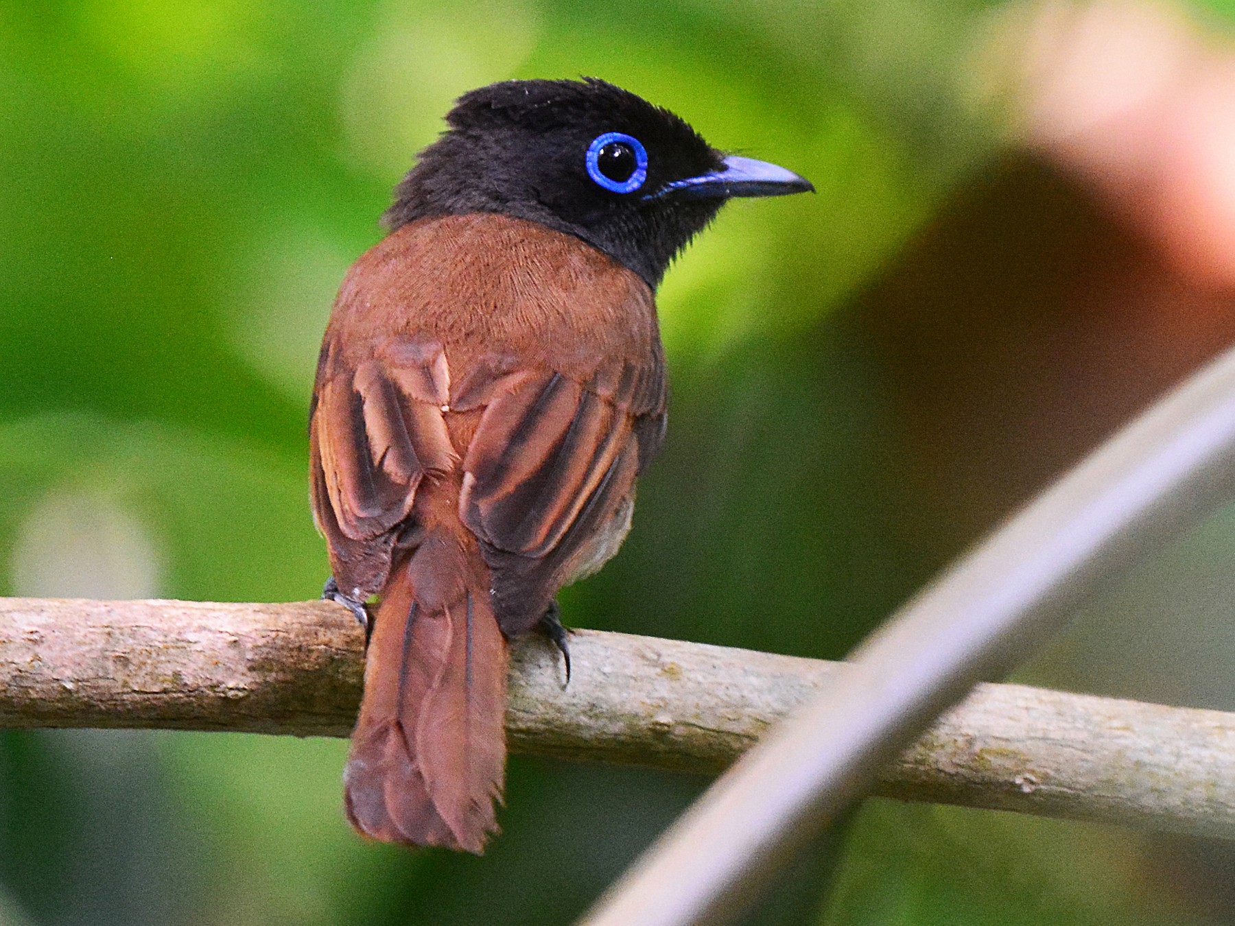 Black Paradise-Flycatcher - Jhih-Wei (志偉) TSAI (蔡)