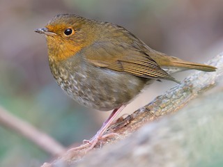 コマドリ／タネコマドリ - eBird