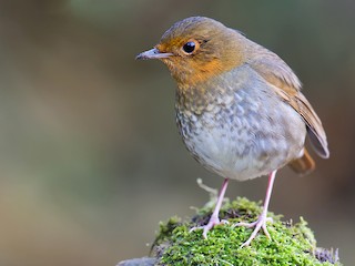 コマドリ／タネコマドリ - eBird