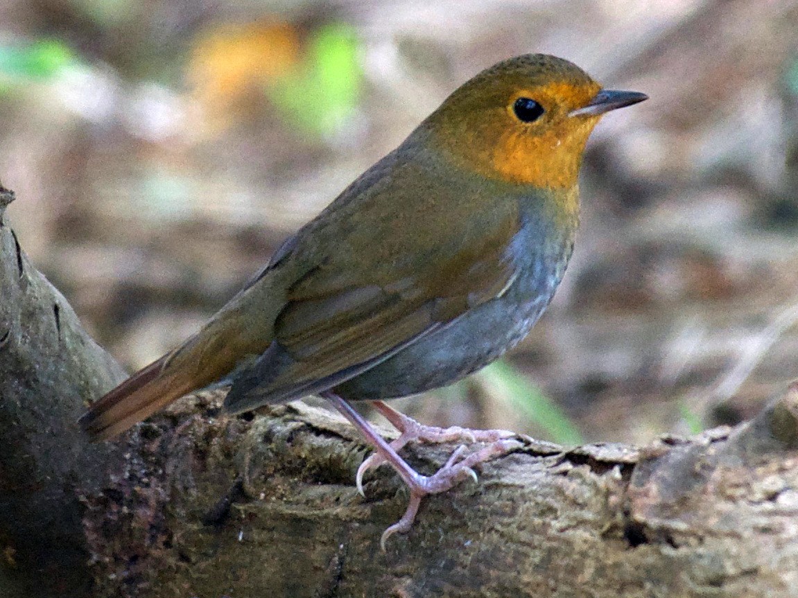 European Robin - eBird