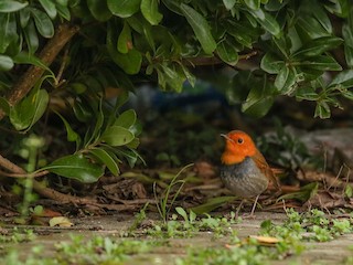 野鳥彫刻 コマドリ 実物大 作者ituo