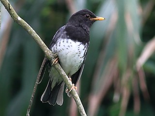 クロツグミ - eBird