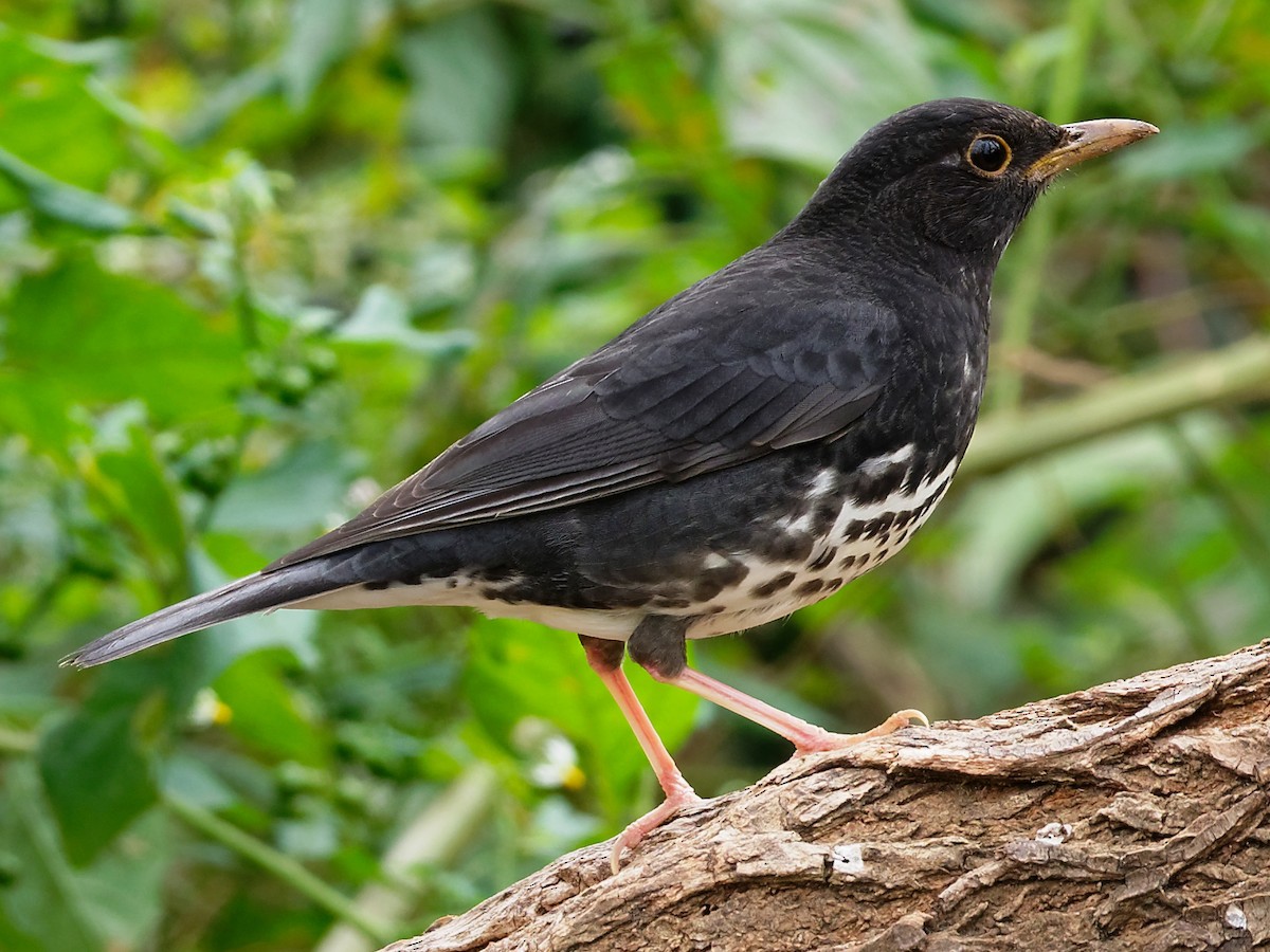 Japanese Thrush - Turdus cardis - Birds of the World