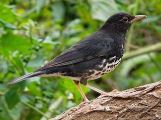 クロツグミ - eBird