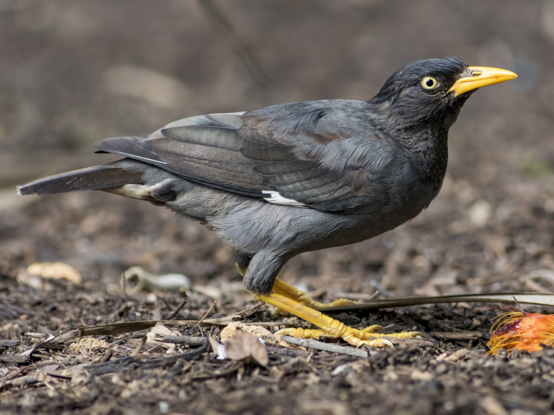 Javan Myna - Kavi Nanda