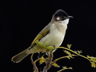  - Light-vented Bulbul (hainanus)