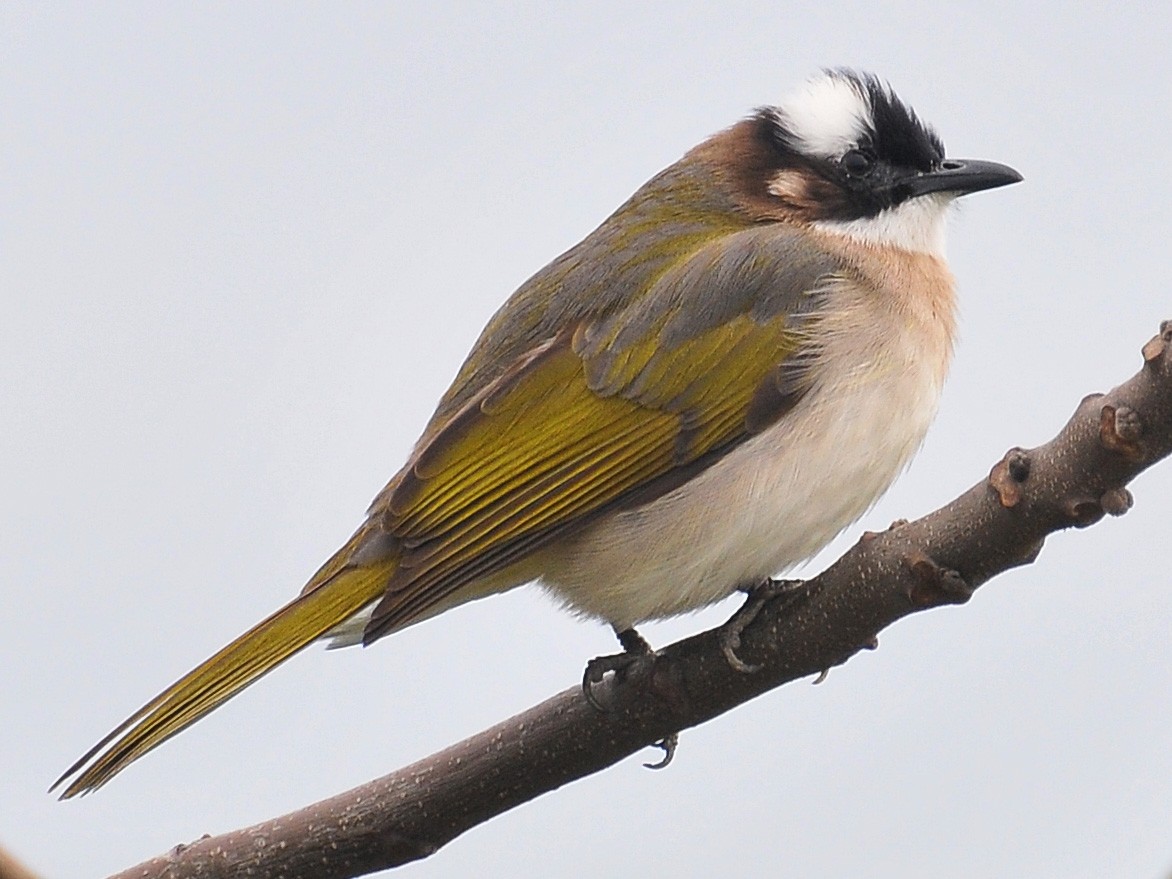 Light-vented Bulbul - eBird