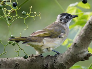  - Light-vented Bulbul