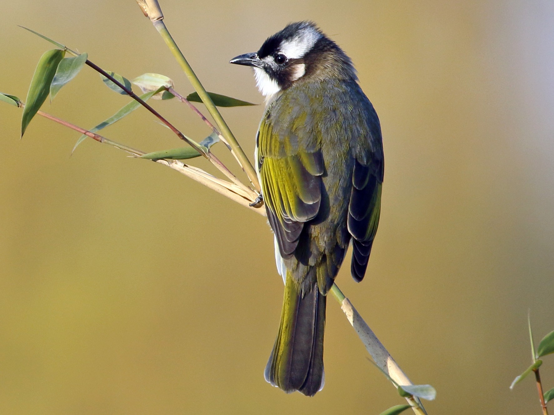 Light-vented Bulbul - Richard Fuller