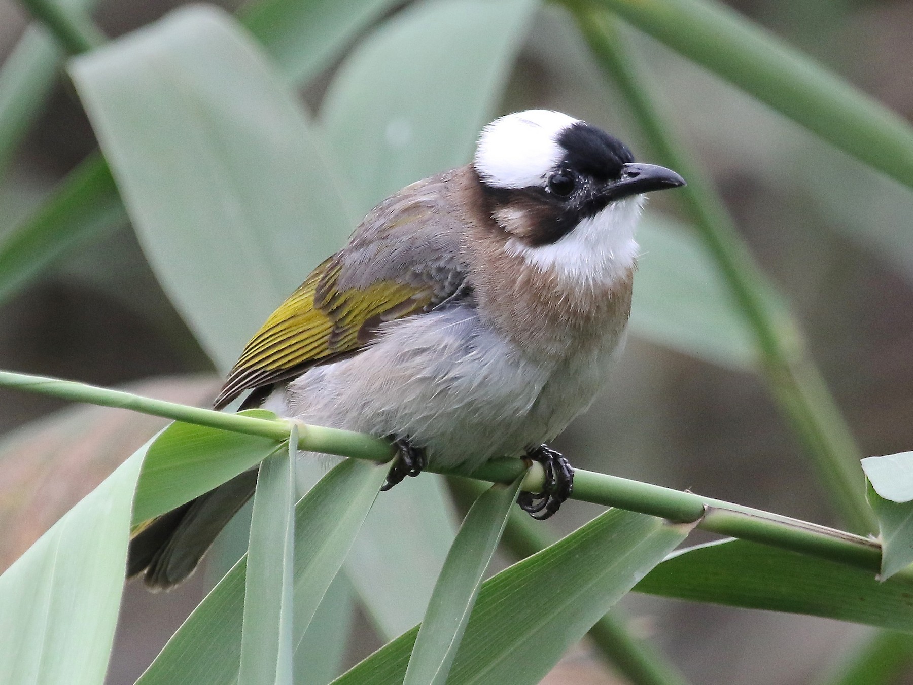 Light-vented Bulbul - eBird