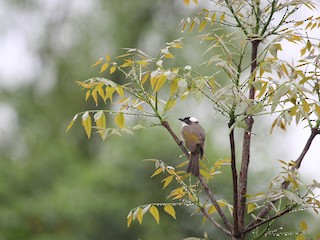 成鳥 (formosae/orii) - Jo-Szu [Ross] (若詩) Tsai (蔡) - ML158684331