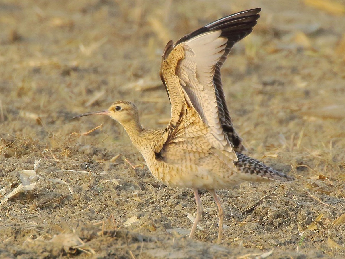 Little Curlew - Yi-Cheng Chen