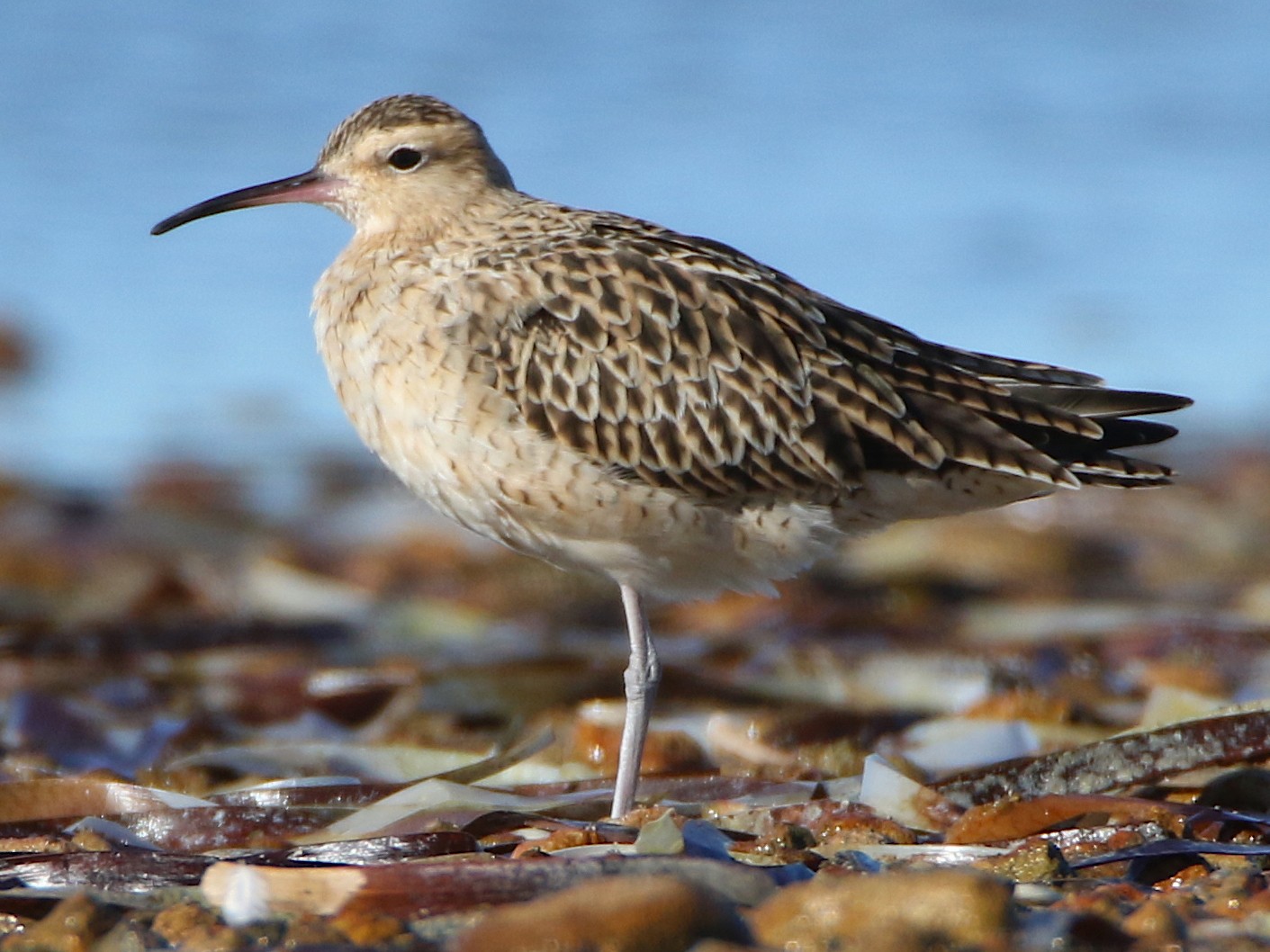 Little Curlew - Paul Coddington