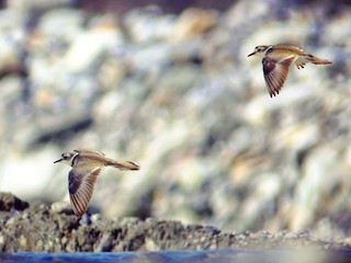  - Long-billed Plover