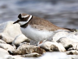  - Long-billed Plover