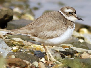  - Long-billed Plover