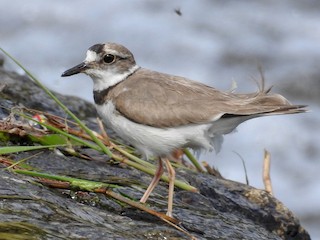  - Long-billed Plover
