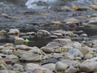  - Long-billed Plover