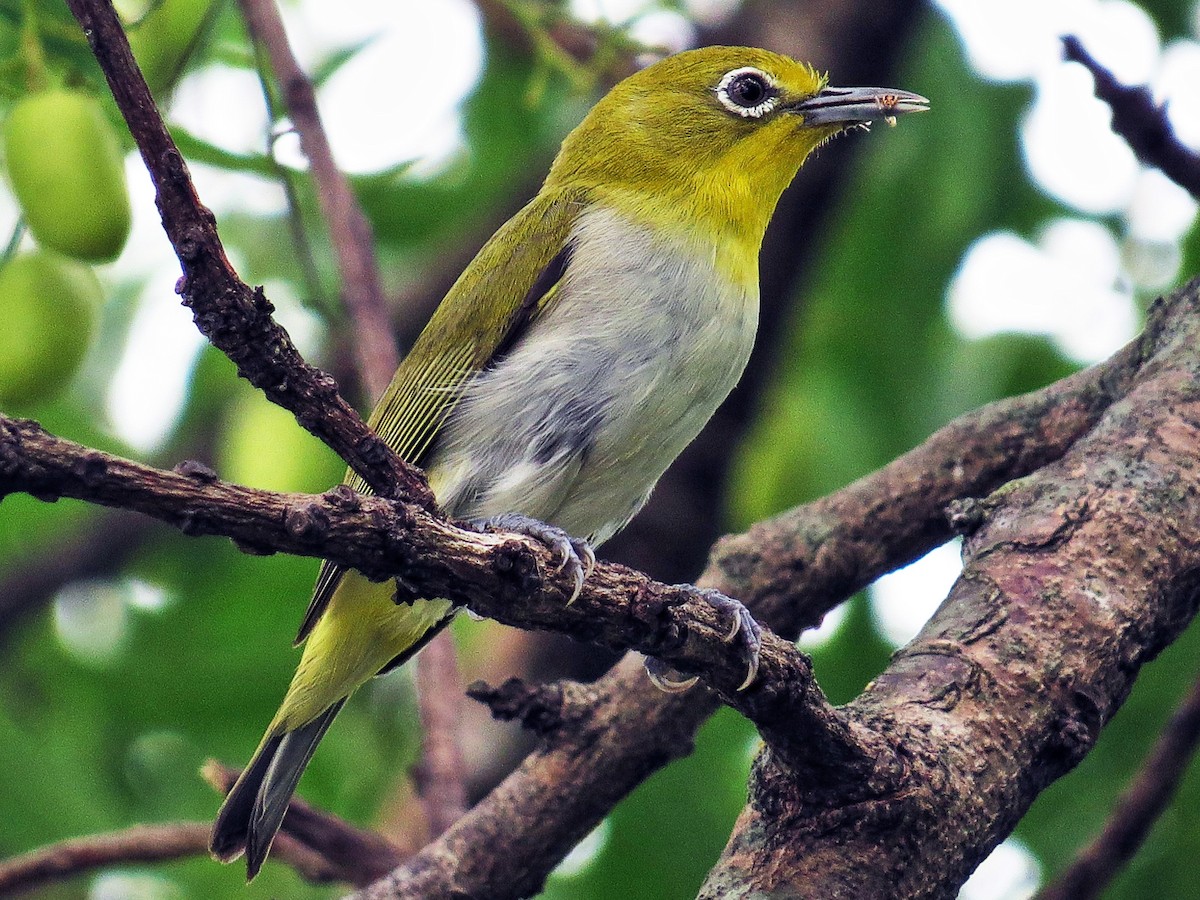 Lowland White-eye - Zosterops meyeni - Birds of the World