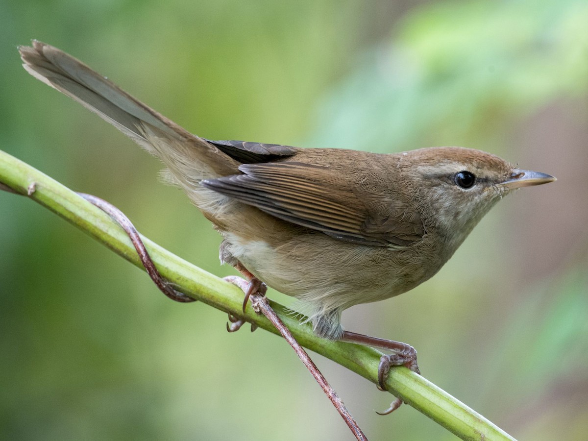 Manchurian Bush Warbler - Horornis canturians - Birds of the World