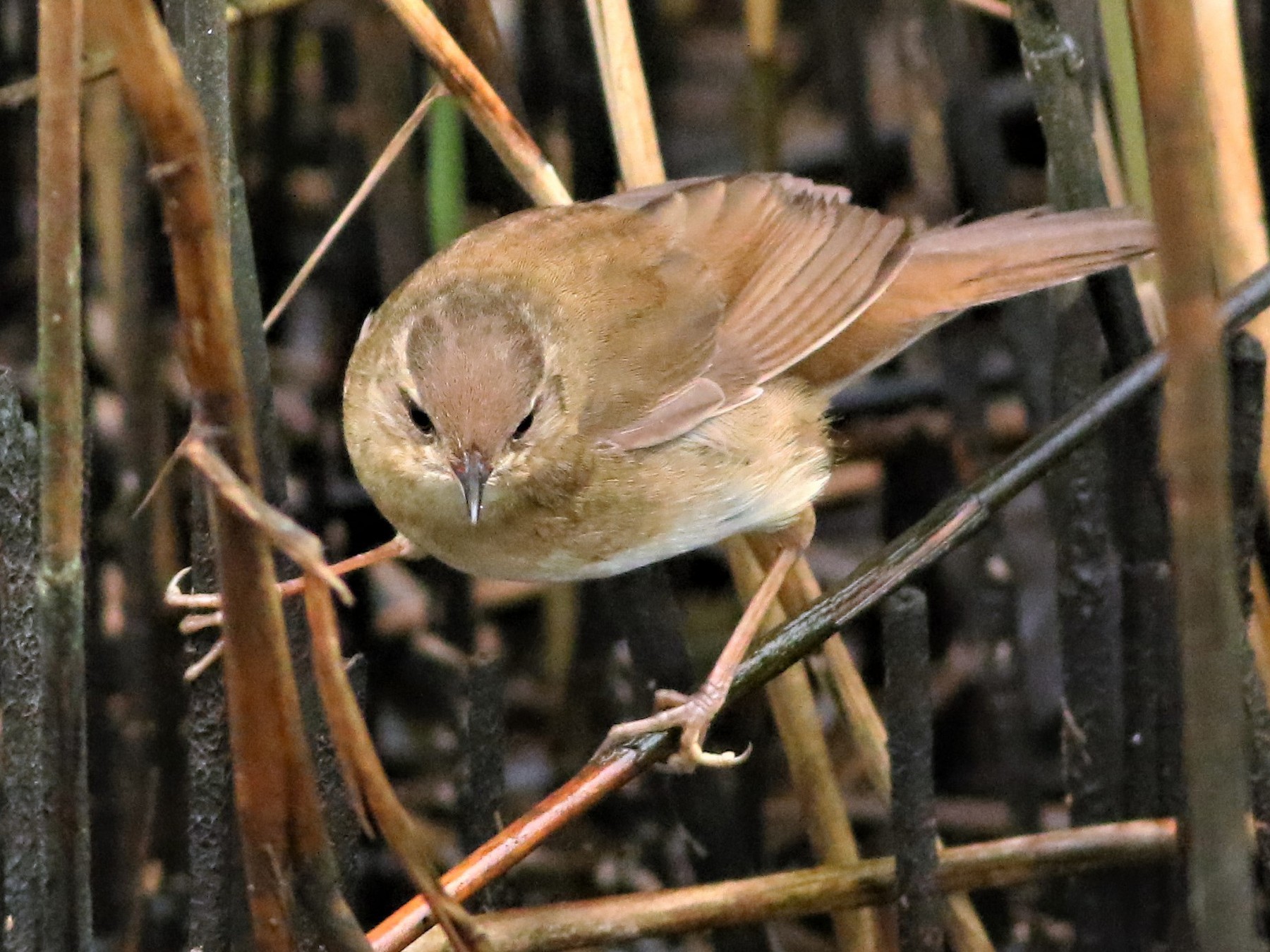 Middendorff's Grasshopper Warbler - Ko Cheng