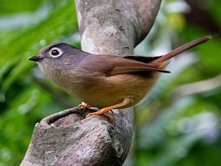 メジロチメドリ - eBird