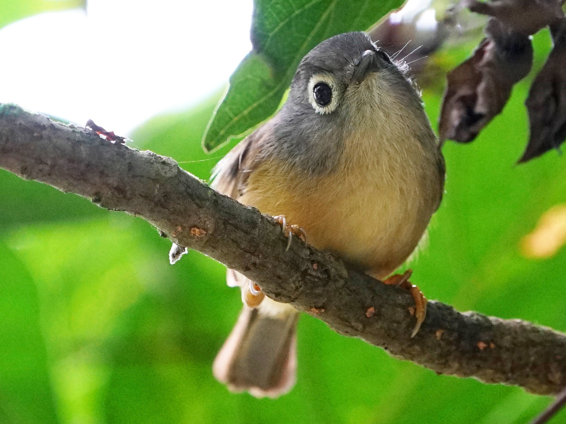 Morrison's Fulvetta - JingZu Tu
