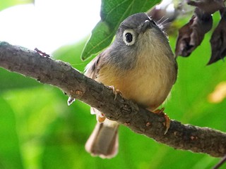 メジロチメドリ - eBird