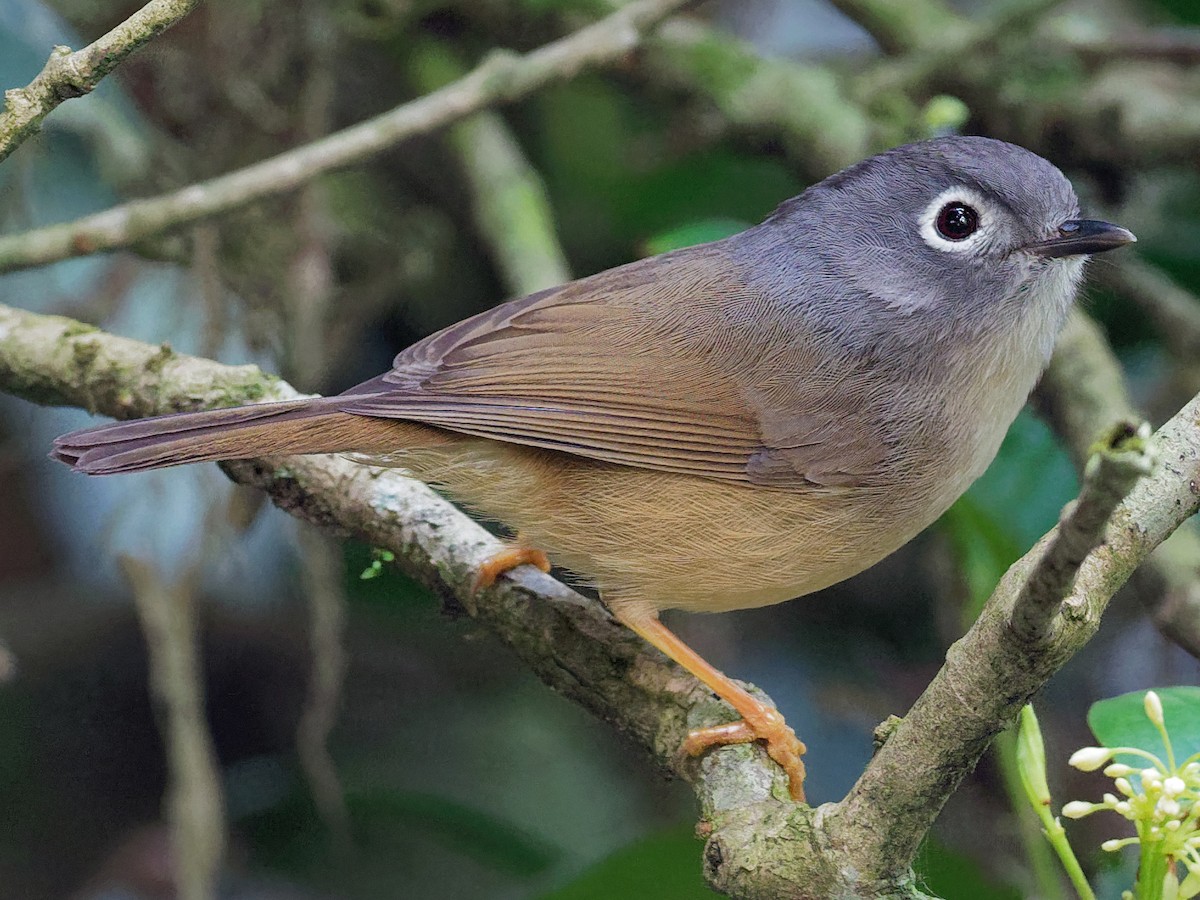 Morrison S Fulvetta Ebird