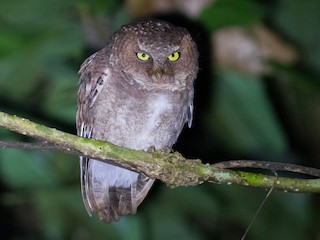  - Mountain Scops-Owl