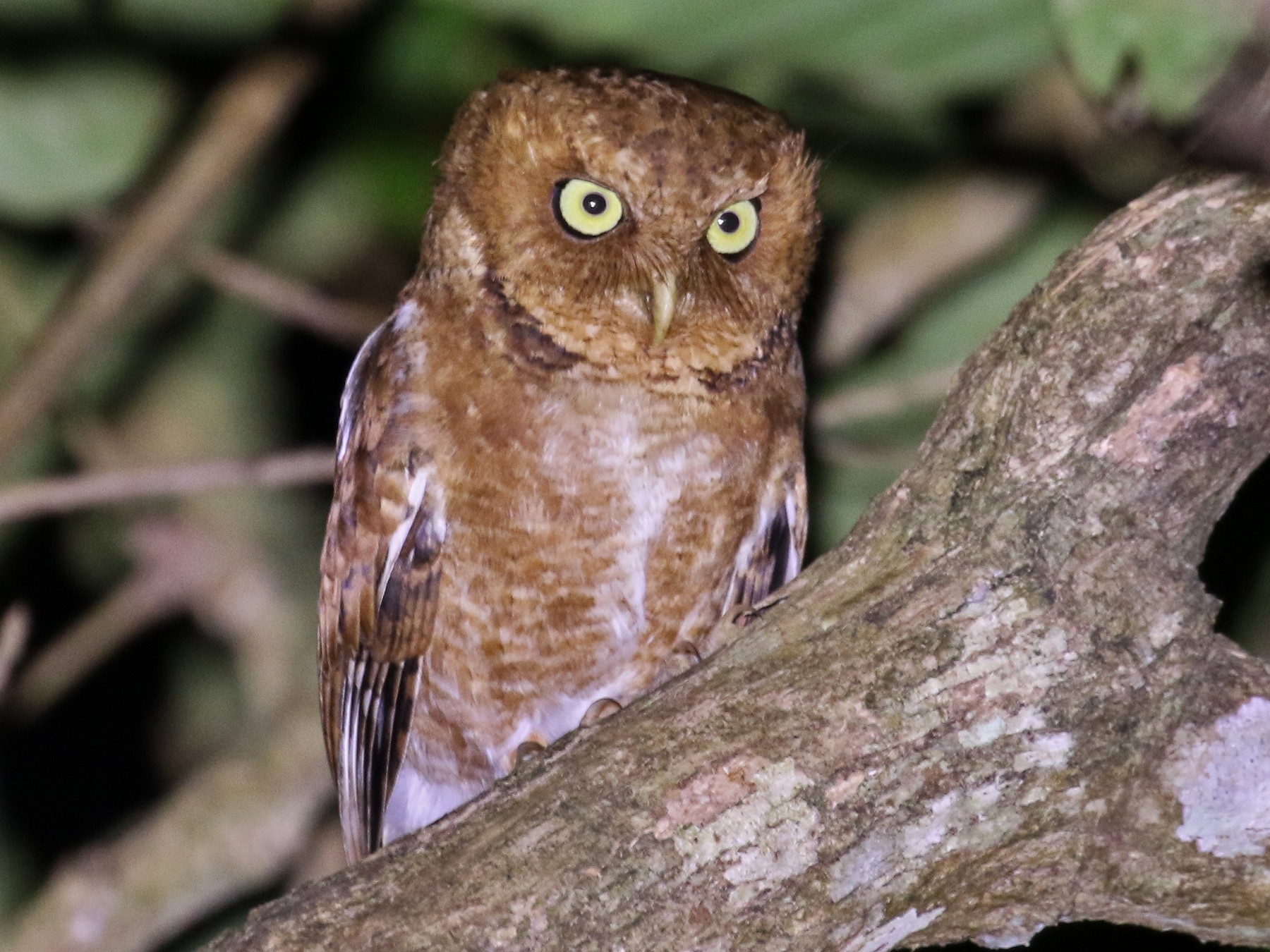Mountain Scops-Owl - Blair Dudeck